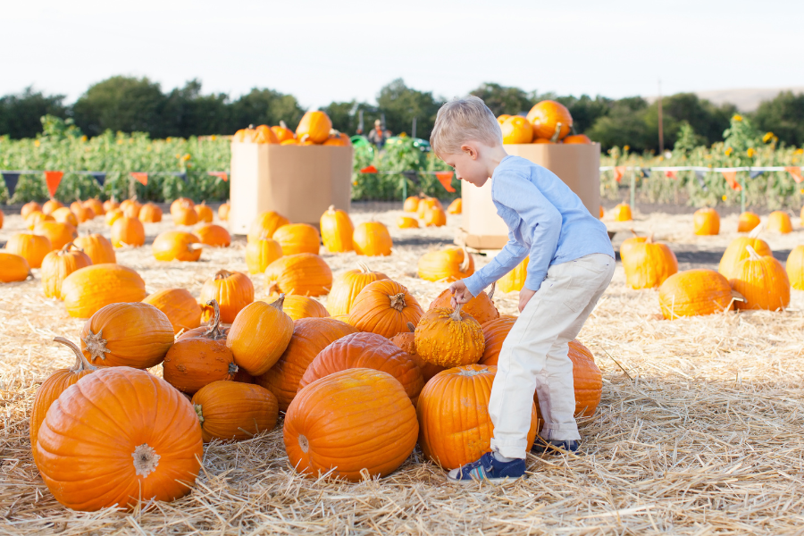 Pumpkin Patches In Shelby County