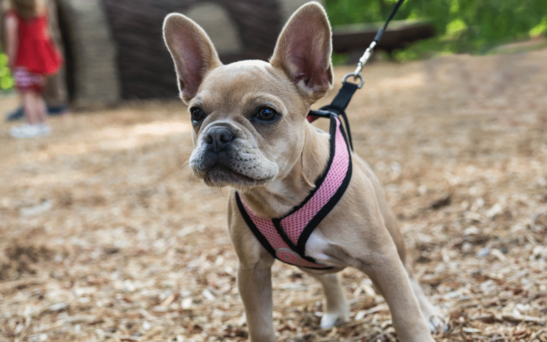 3 Days In Alabaster With Your Dog