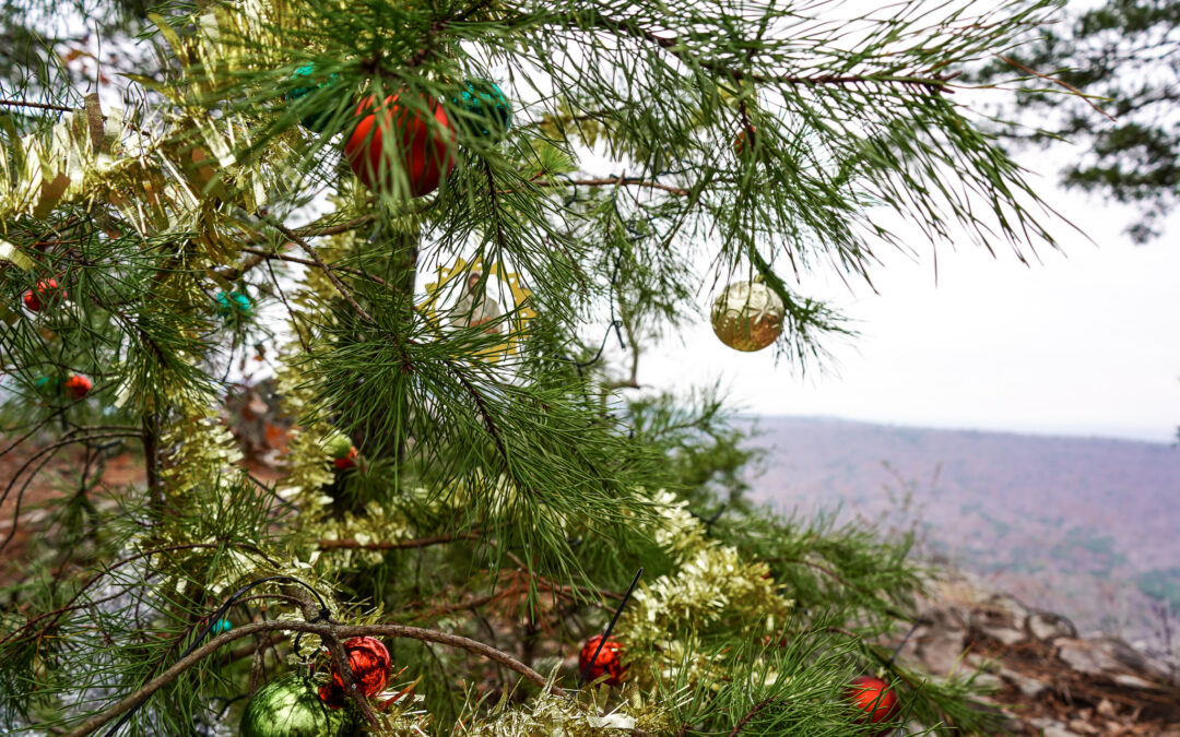 Visit the Christmas Trail Trees this year!